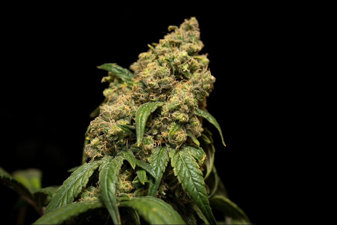 Mesmo com só um pé de maconha, homem segue condenado por tráfico, decide tribunal
